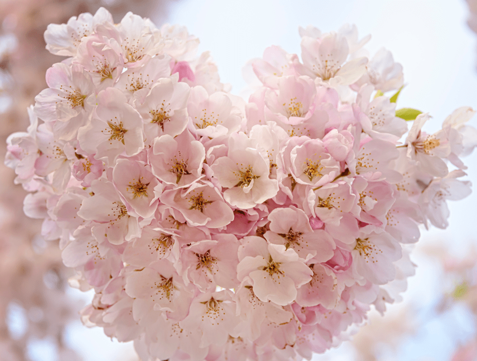 faye-cornish-Ggv3i6oxPcg-unsplash-2