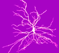 brain-cell 03A