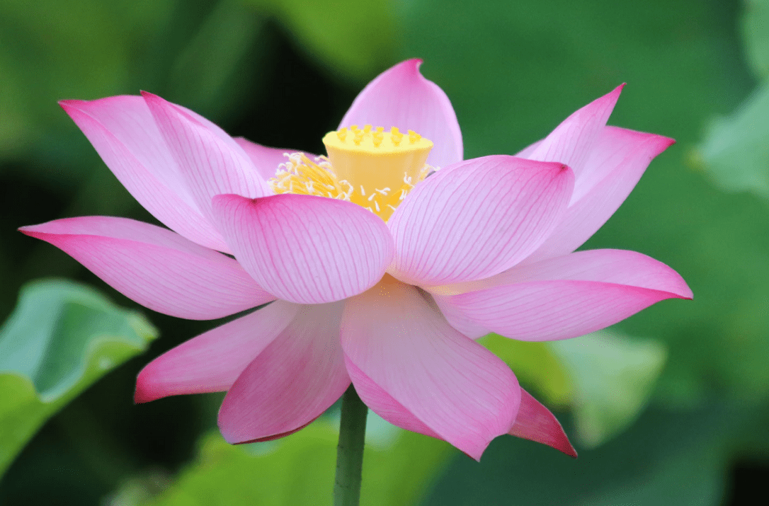 eric-wang-NqCK_XkrtCY-unsplash-lotus-2.png