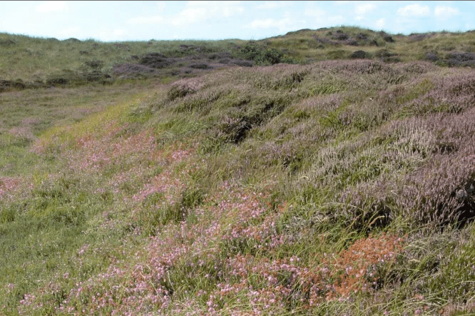 Texel_-_Bollekamer_-_Bloeiende_Heide_-_View_West-klein